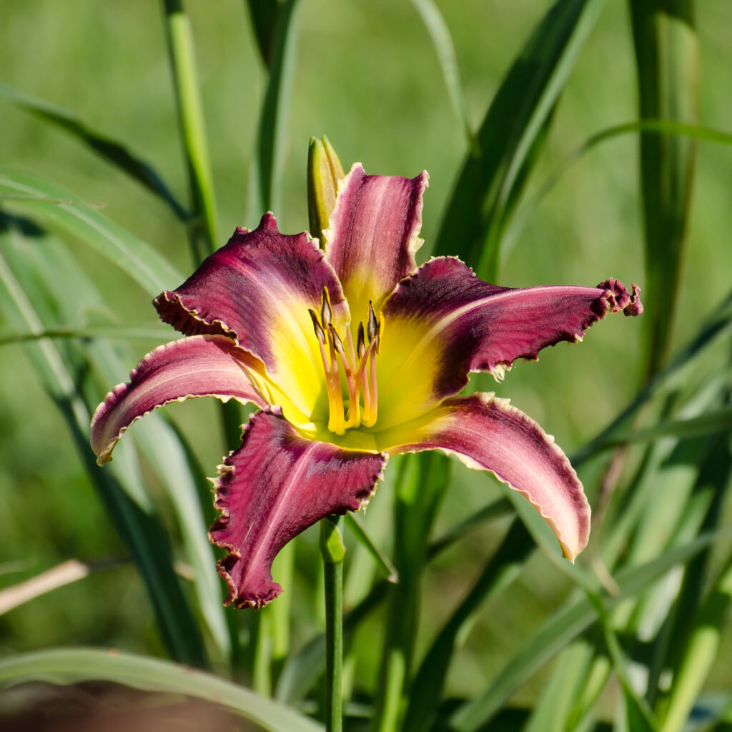 Daylily 'Crossfire Hurricane'