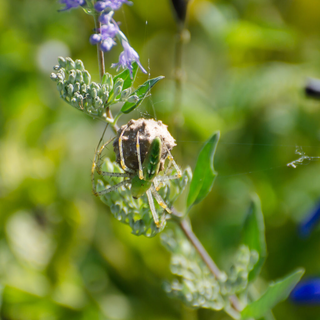 Green Lynx Spider with an egg case on Caryopteris