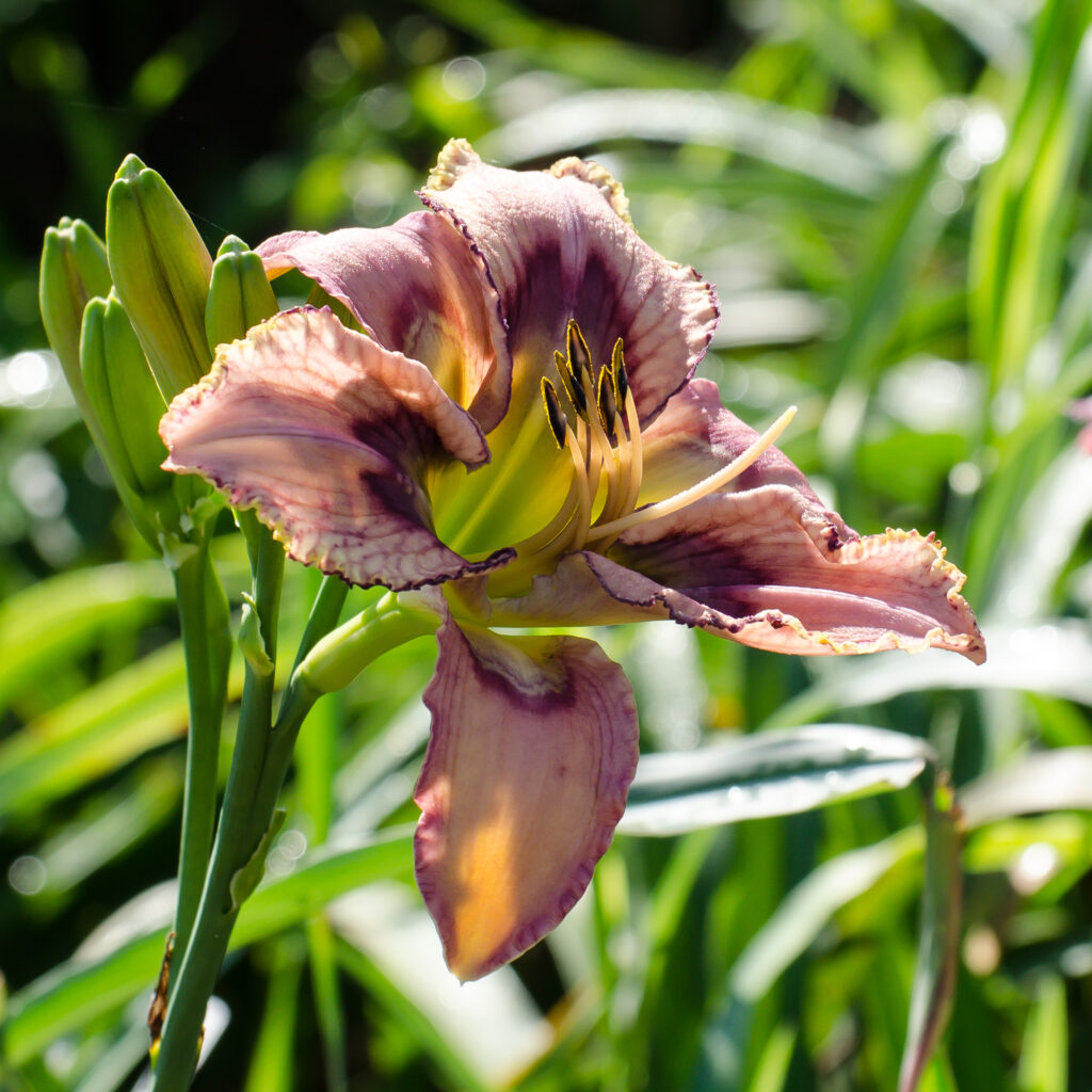 Daylily 'Guarding Gnomes'