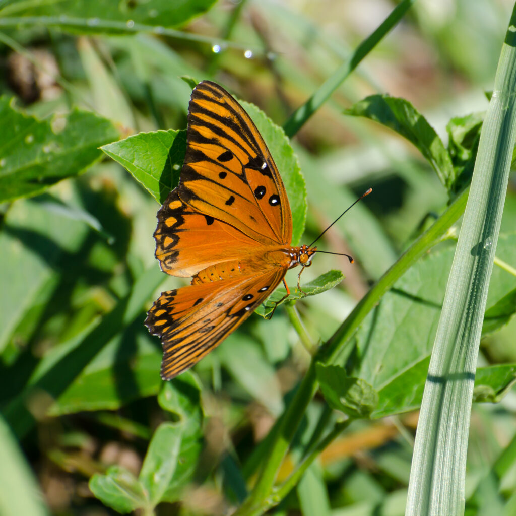 Gulf Fritillary