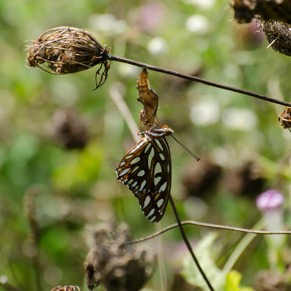 Gulf fritillary eclosing from its chrysalis