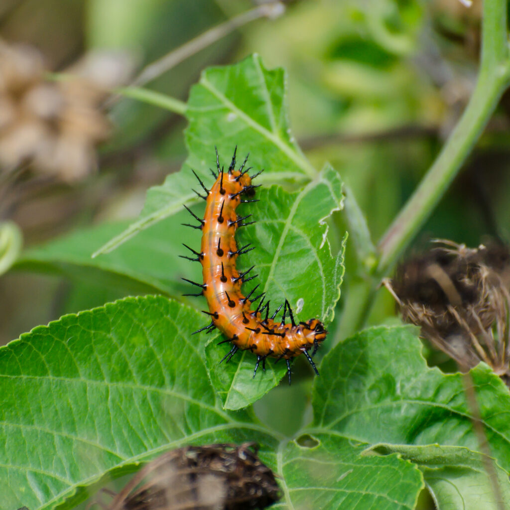 Gulf fritillary caterpillar