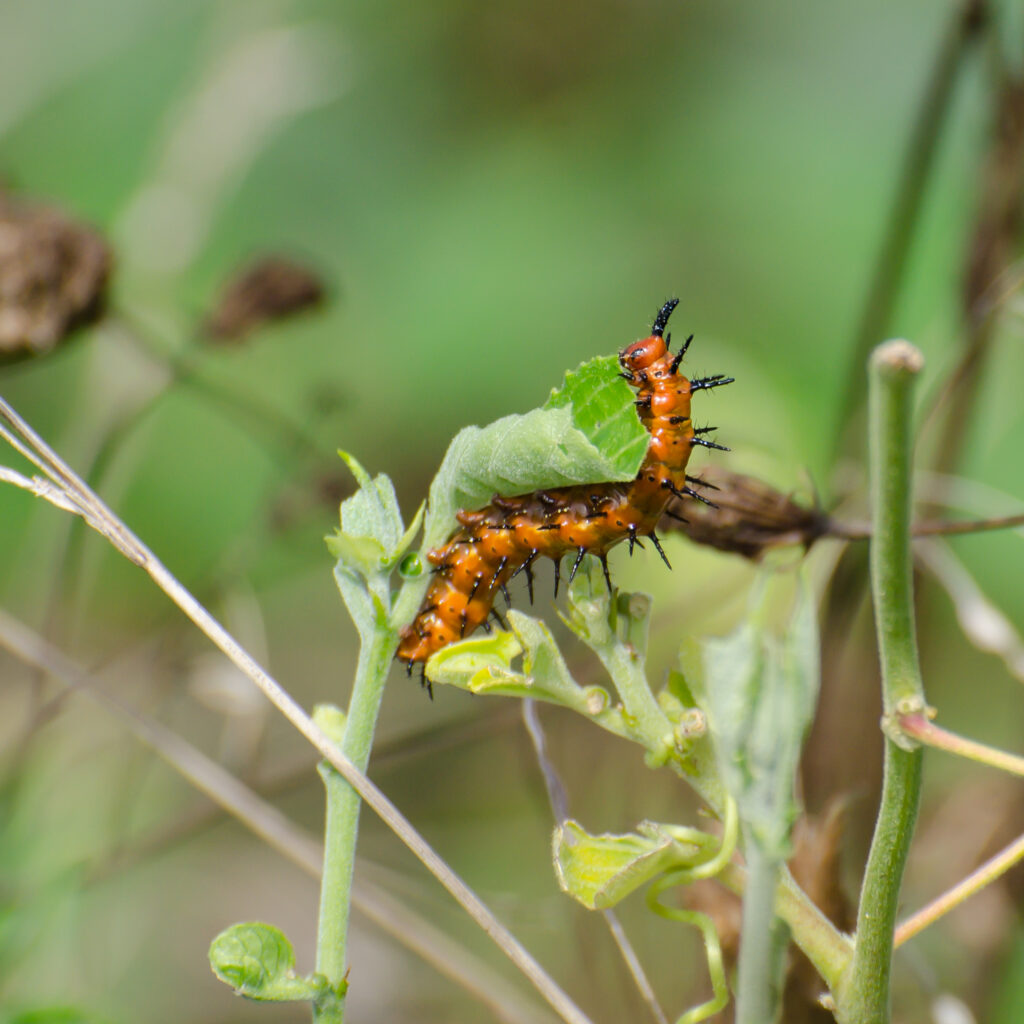 Gulf fritillary caterpillar 2