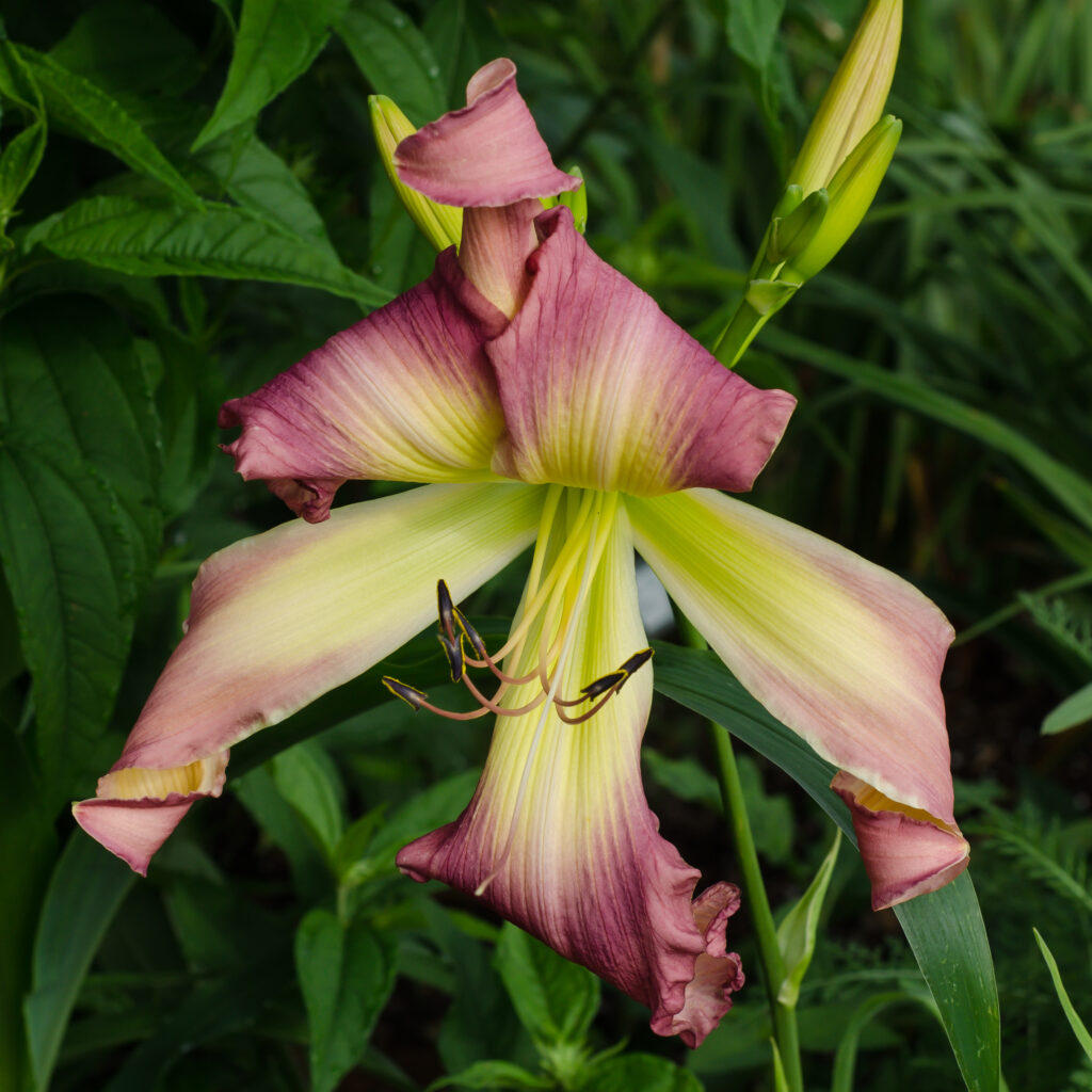 Daylily 'Memphis Insomniac'