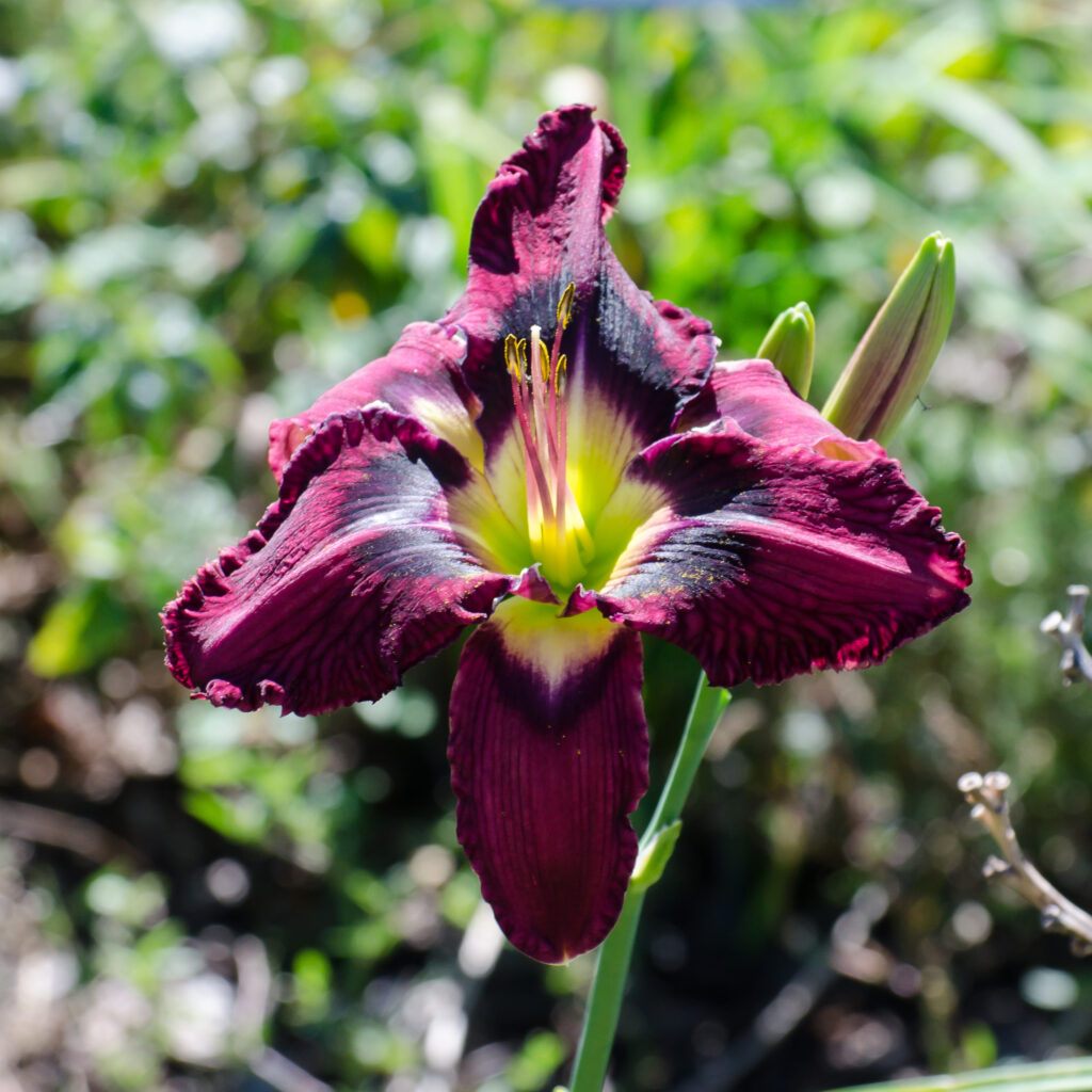 Daylily 'Optimeyes'