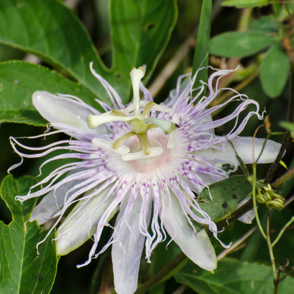 Passion Flower