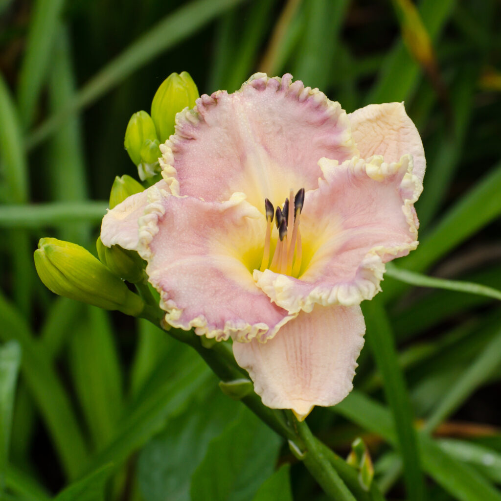 Daylily 'Pillow Conversation'