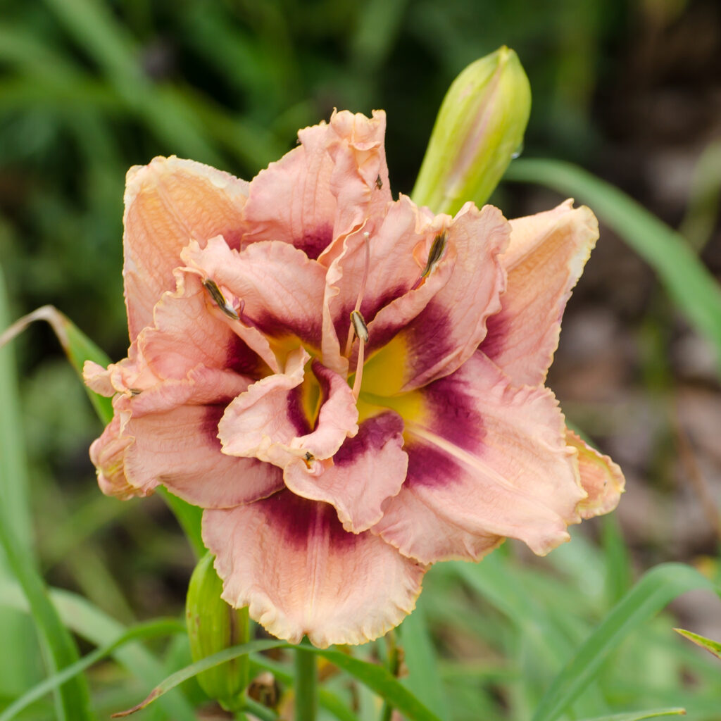 Daylily 'Sanford Show Girl'