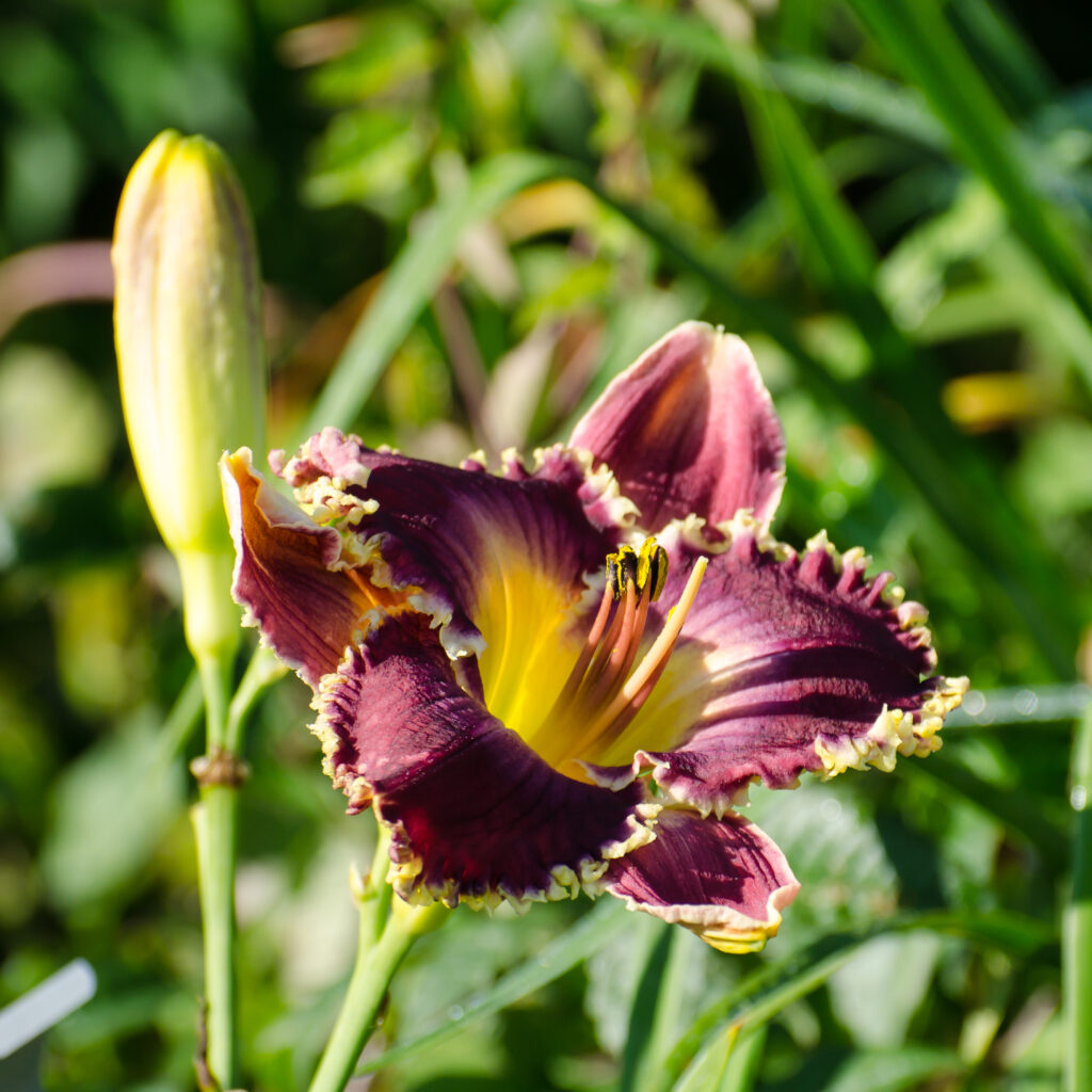 Daylily 'Wolf Laurel'