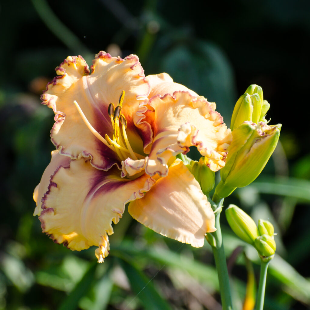 Daylily 'Woman At The Well'