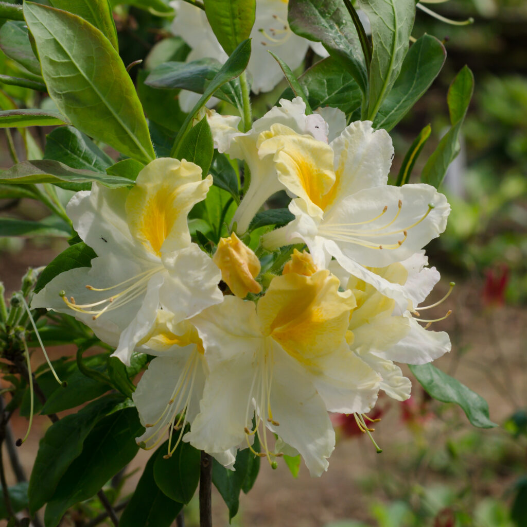 Northern Lights Azalea