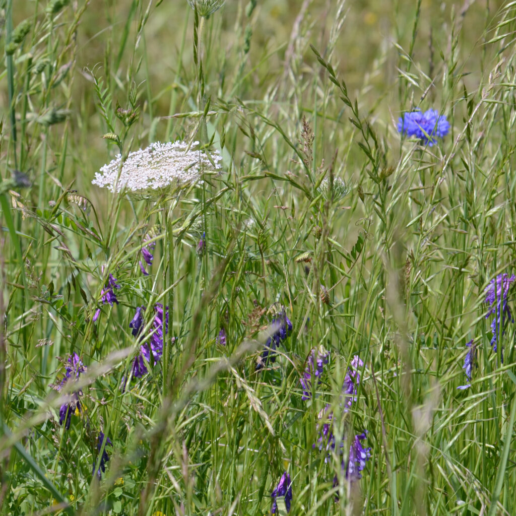 Meadow wildflowers