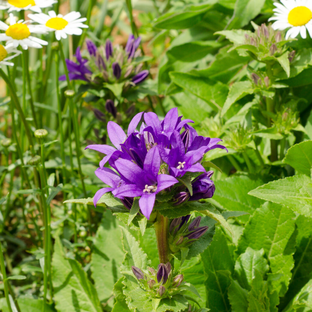 Globe Bellflower (Campanula glomerata)