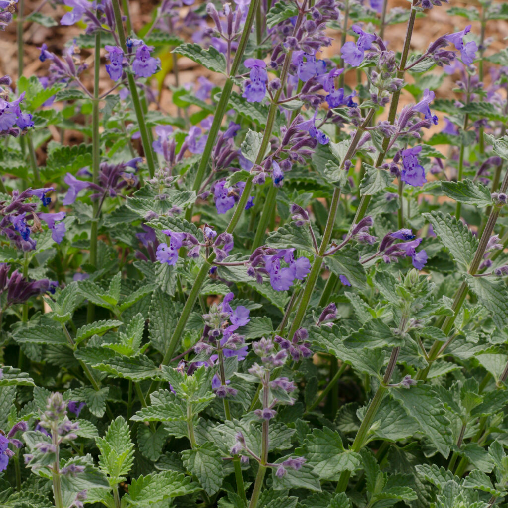 Catmint 'Junior Walker'