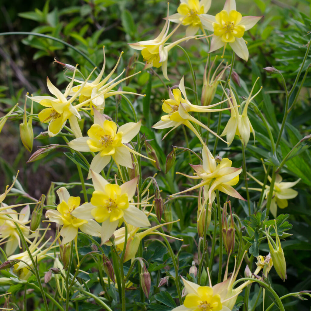 Columbine 'Denver Gold' (Aquiligia chrysantha)