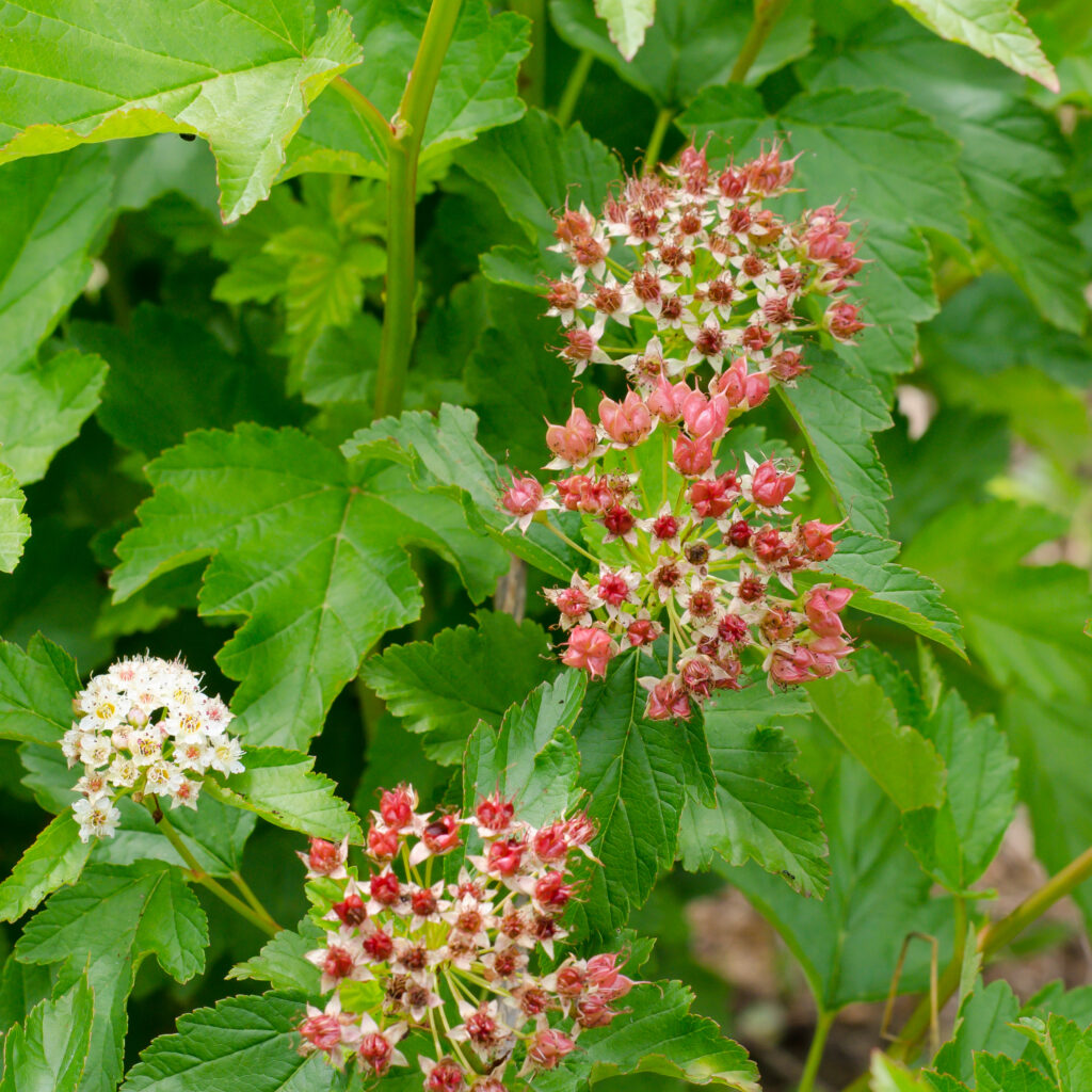 Ninebark (Physocarpus Opulifolius)