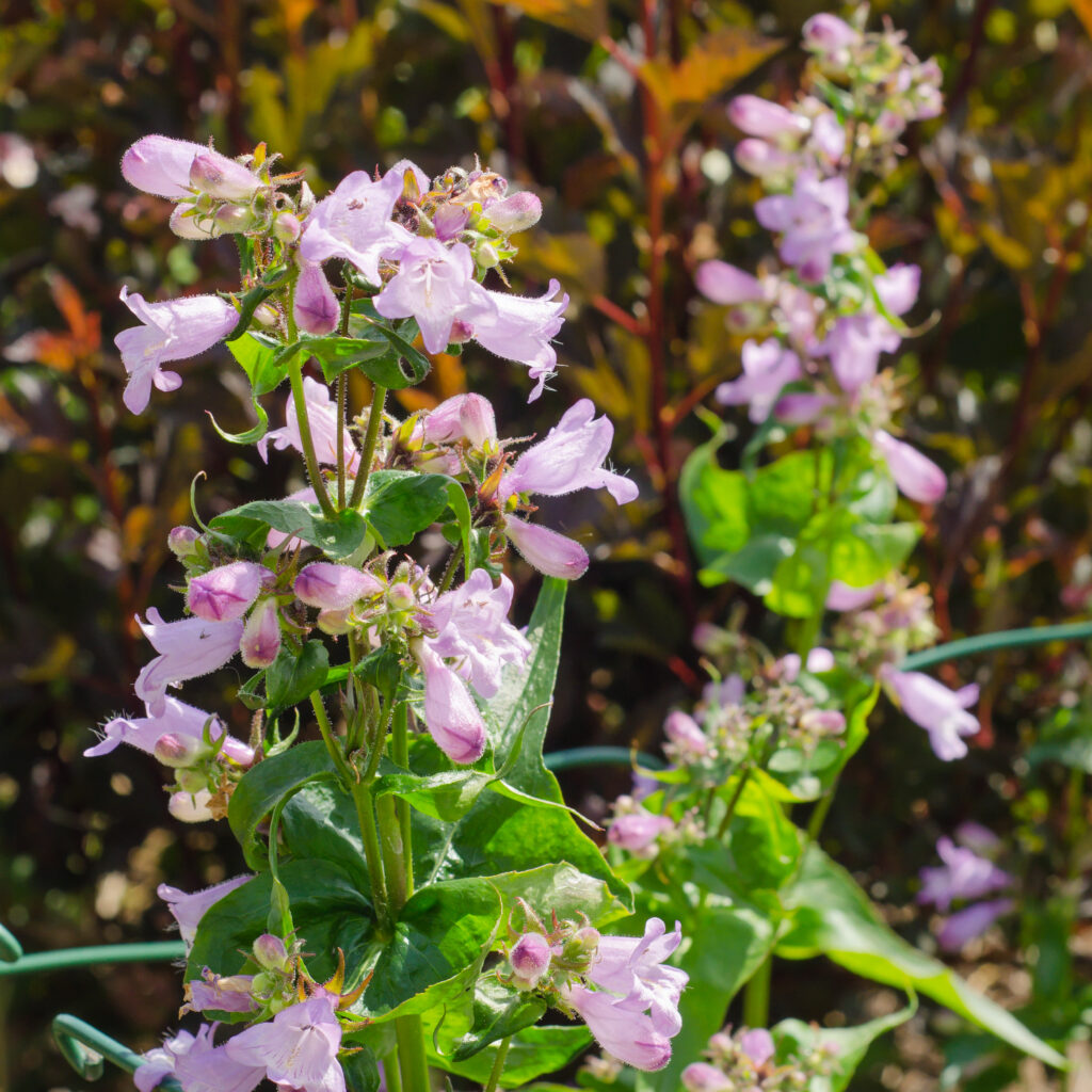 Pentstemon calycosus