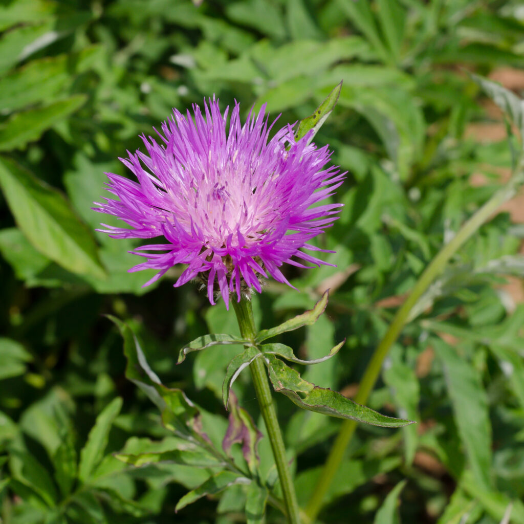 Persian cornflower (Centaurea dealbata)