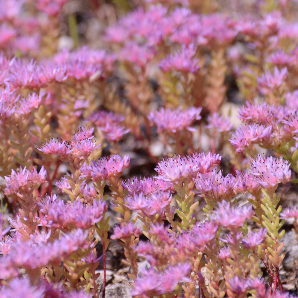 Sedum Widow's Cross (Sedum Pulchellum)