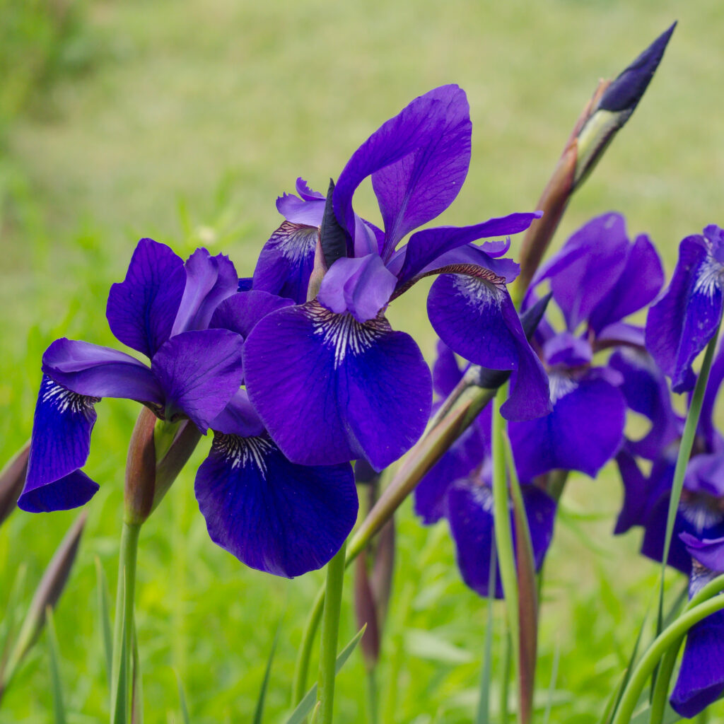 Siberian Iris 'Ceaser's Brother' (Iris siberica)