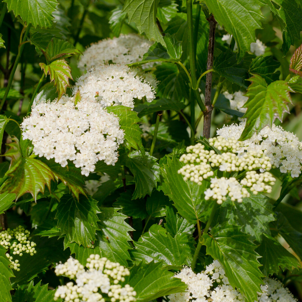 Viburnum 'Blueberry Muffin' (Viburnum dentatum)