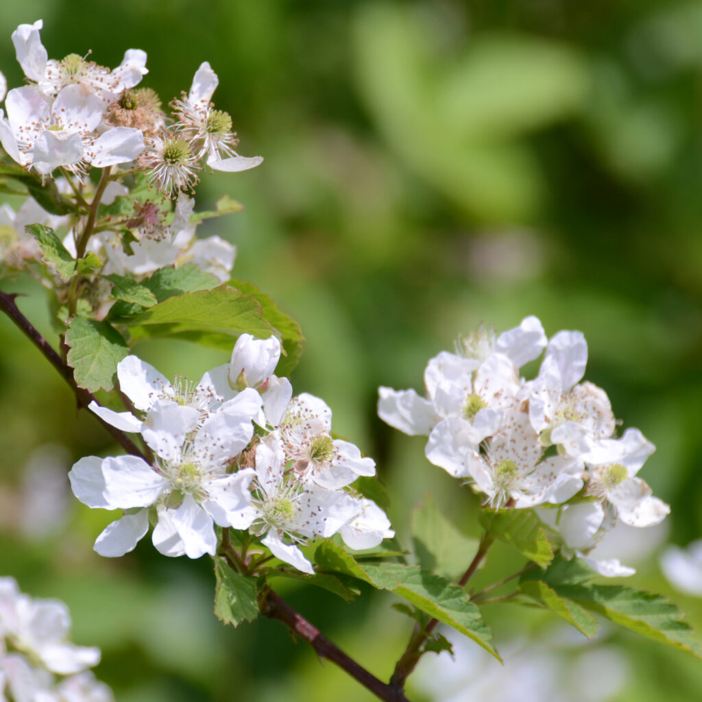 Wild Blackberry (Rubus allegheniensis)