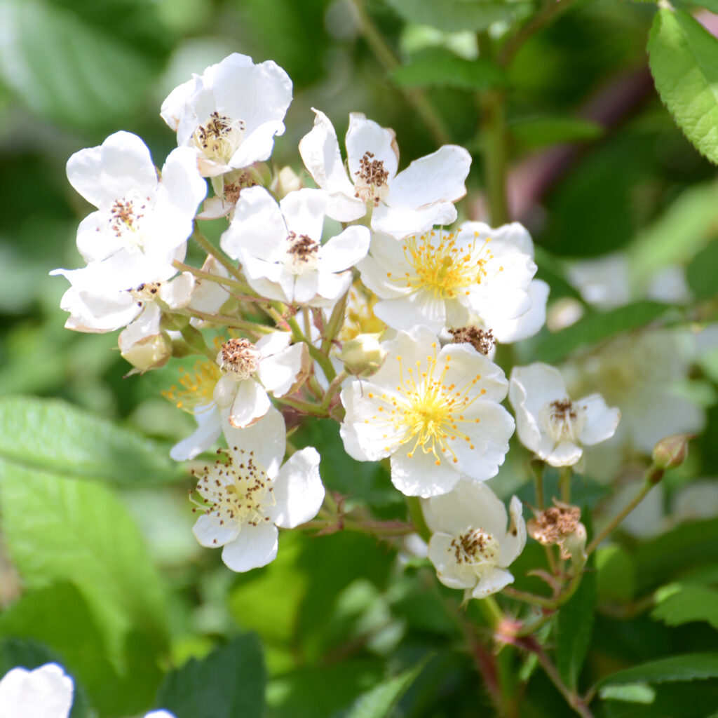 Wild Rose var. multiflora (Rosa multiflora) 