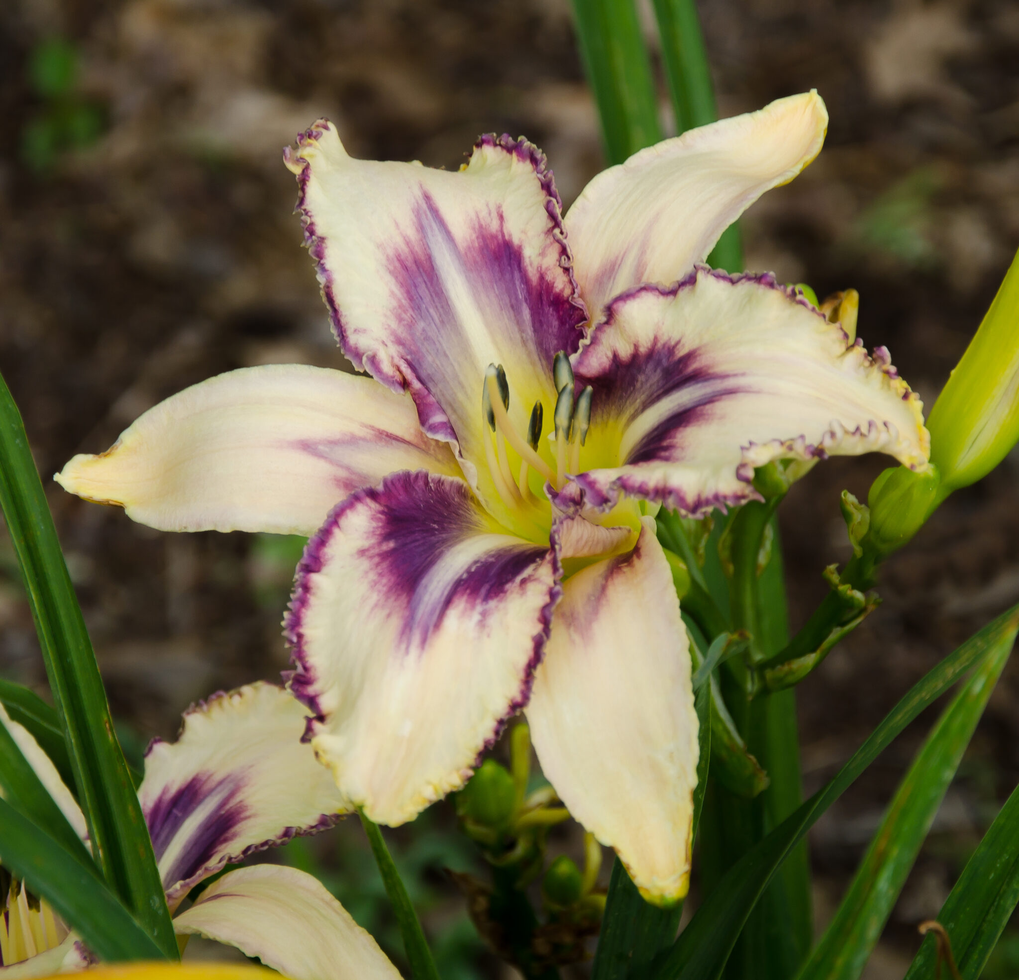 Daylily Destined To See Bluebird Springs Farm