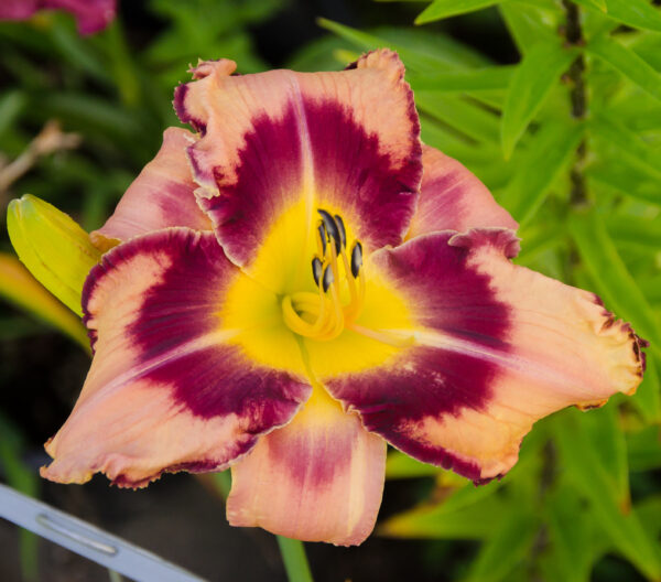 Daylily My Offer Stands