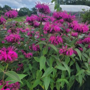 Monarda fuschia Bee Balm