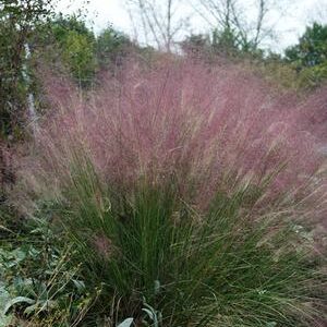 Muhlenbergia capillaris Pink Muhly Grass