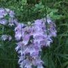 Native penstemon