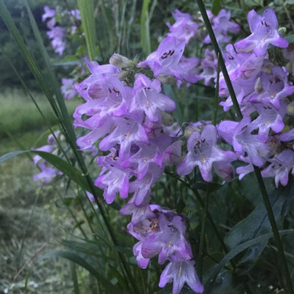 Native Penstemon