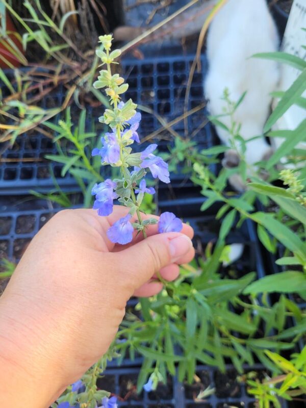 Salvia azurea