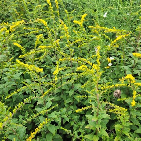 solidago fireworks Goldenrod