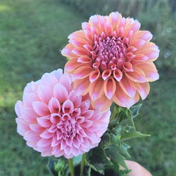 Dahlia Peaches n Cream