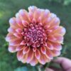 Dahlia Peaches n Cream