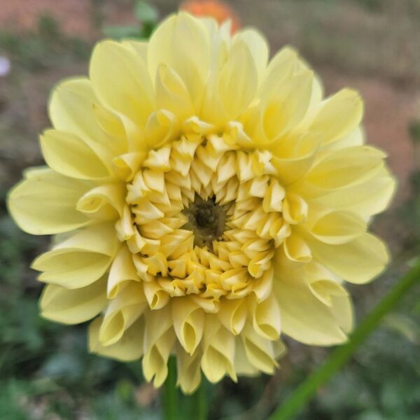 Dahlia Pineapple Express