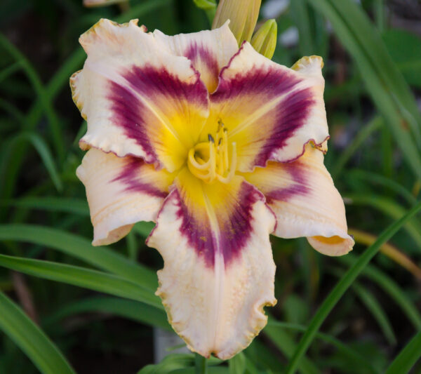 Daylily Adam Pitkin Hurd