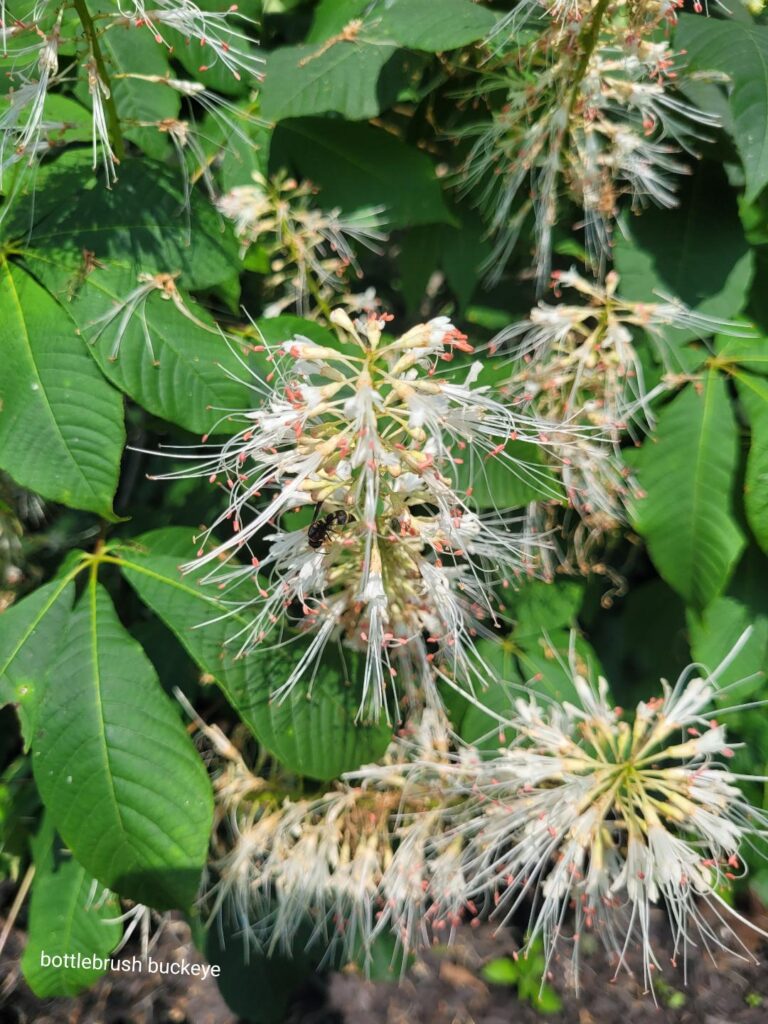 Aesculus parviflora (Bottlebrush Buckeye) - Bluebird Springs Farm