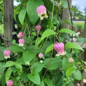 Clematis viorna