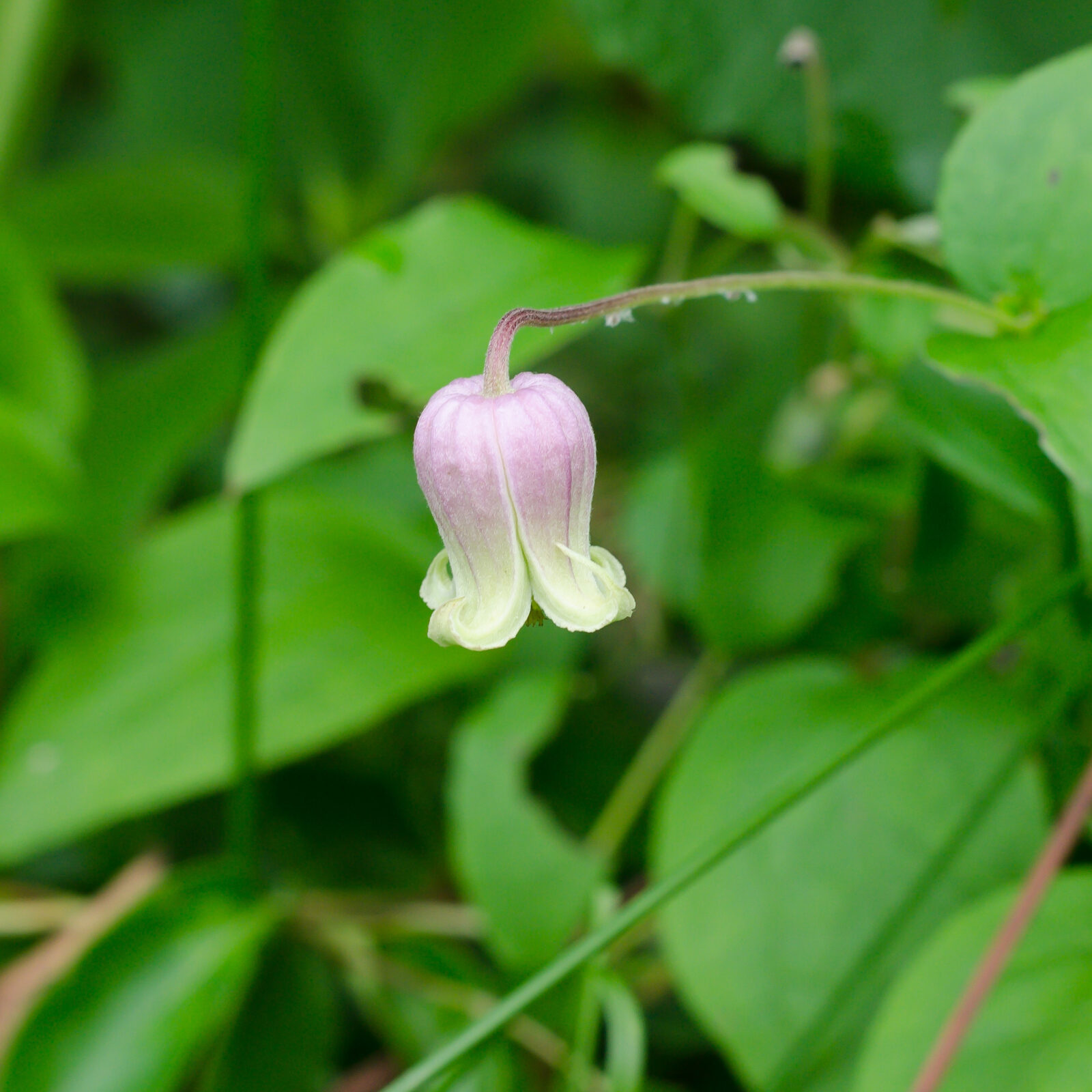 Clematis viorna (Vasevine, Leatherflower) - Bluebird Springs Farm