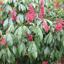 red buckeye