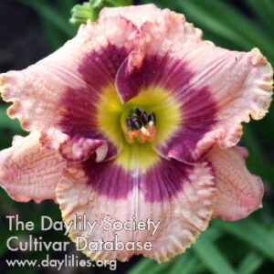 Daylily Age Of Miracles