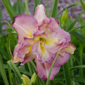 Daylily Almost Indecent