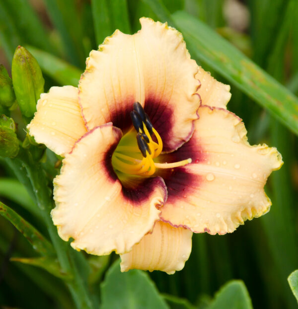 Daylily Bridgeton Celebrity