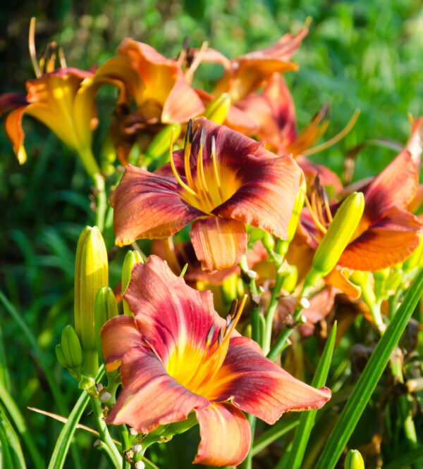 Daylily Cimarron Knight