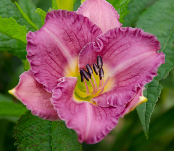 Daylily Entrapment