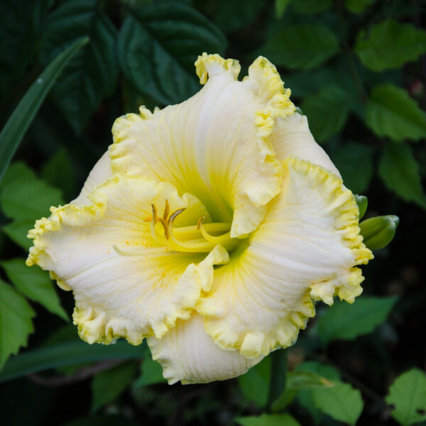 Daylily Green Mystique