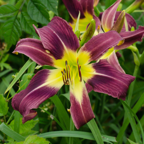 Daylily Harbor Blue